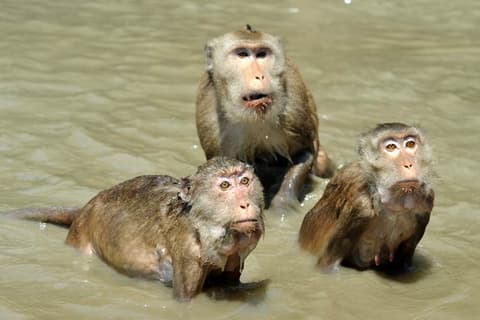 Destination: Swimming monkeys! (Amphawa, Samut Songkhram, Thailand) - Thailand -