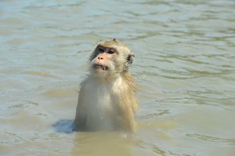 Destination: Swimming monkeys! (Amphawa, Samut Songkhram, Thailand) - Thailand -