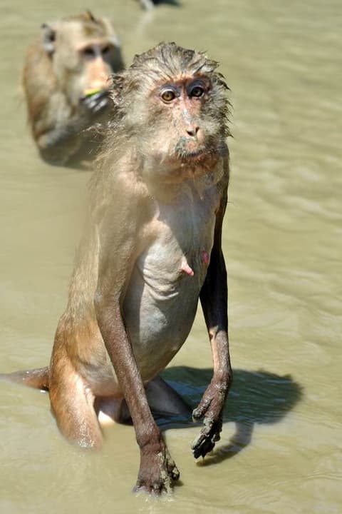 Destination: Swimming monkeys! (Amphawa, Samut Songkhram, Thailand) - Thailand -