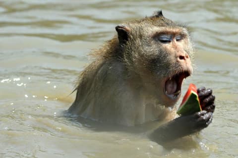 Destination: Swimming monkeys! (Amphawa, Samut Songkhram, Thailand) - Thailand -