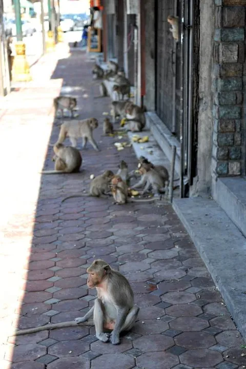 Destination: Phra Prang Sam Yod — an ancient temple overrun by monkeys (Lopburi, Thailand) Destination: Phra Prang Sam Yod — an ancient temple overrun by monkeys (Lopburi, Thailand) - Thailand -