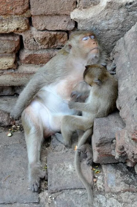 Destination: Phra Prang Sam Yod — an ancient temple overrun by monkeys (Lopburi, Thailand) Destination: Phra Prang Sam Yod — an ancient temple overrun by monkeys (Lopburi, Thailand) - Thailand -