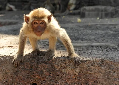 Destination: Phra Prang Sam Yod — an ancient temple overrun by monkeys (Lopburi, Thailand) Destination: Phra Prang Sam Yod — an ancient temple overrun by monkeys (Lopburi, Thailand) - Thailand -