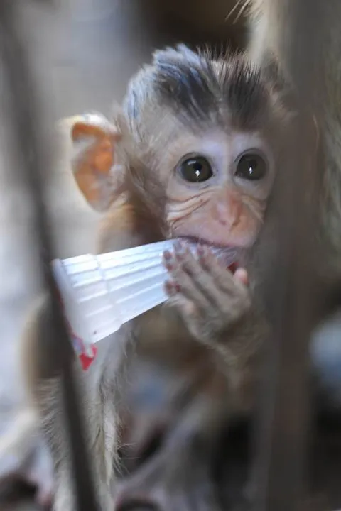 Destination: Phra Prang Sam Yod — an ancient temple overrun by monkeys (Lopburi, Thailand) Destination: Phra Prang Sam Yod — an ancient temple overrun by monkeys (Lopburi, Thailand) - Thailand -
