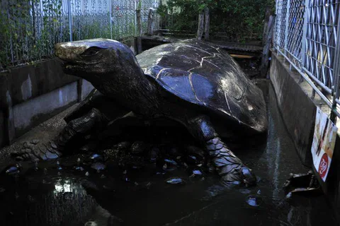 Destination: Wat Chedi Hoi — the temple with oyster shells and a packrat tendency (Central Thailand) - Thailand -