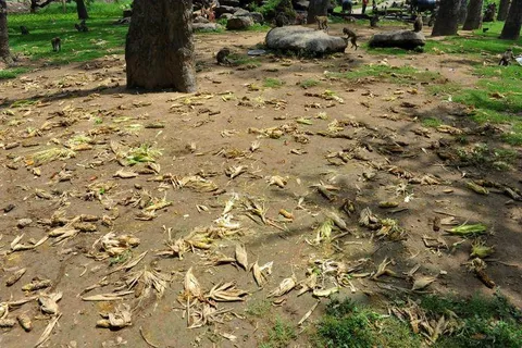 Destination: Wat Kai — the only hell temple with monkeys around - Ayutthaya, Thailand (NSFW) Destination: Wat Kai — the only hell temple with monkeys around - Ayutthaya, Thailand (NSFW) - Thailand -