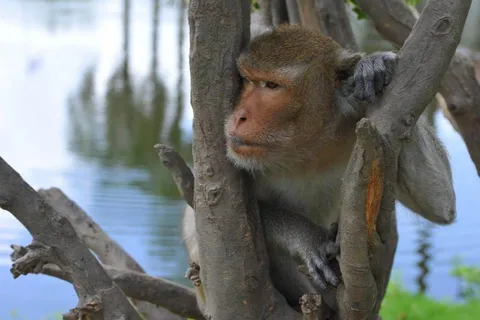 Destination: Wat Kai — the only hell temple with monkeys around - Ayutthaya, Thailand (NSFW) Destination: Wat Kai — the only hell temple with monkeys around - Ayutthaya, Thailand (NSFW) - Thailand -