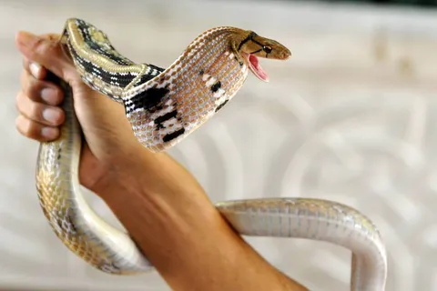 Destination: Bangkok’s snake farm — watch them, pose with them, and don’t get bit by them. - Thailand -