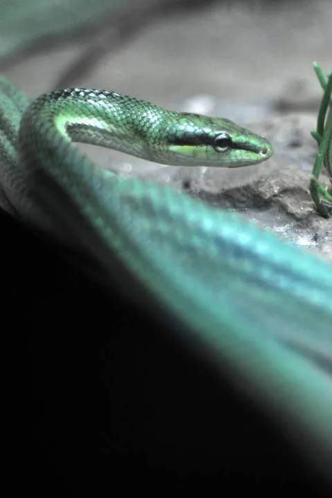 Destination: Bangkok’s snake farm — watch them, pose with them, and don’t get bit by them. - Thailand -
