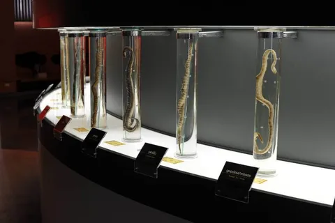 Destination: Bangkok’s snake farm — watch them, pose with them, and don’t get bit by them. - Thailand -