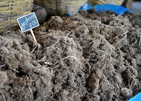 Destination: the park where paper is made from elephant poo Destination: the park where paper is made from elephant poo - Thailand -
