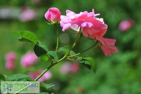 Destination: a royal mansion and… mini golf? (Chiang Mai, Northern Thailand) Destination: a royal mansion and… mini golf? (Chiang Mai, Northern Thailand) - Thailand -