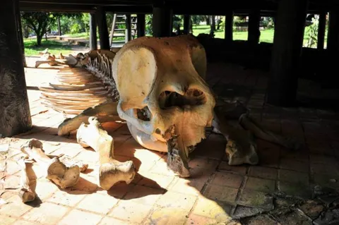 Destination: the Black House — home to the most skulls and horns in northern Thailand Destination: the Black House — home to the most skulls and horns in northern Thailand - Thailand -