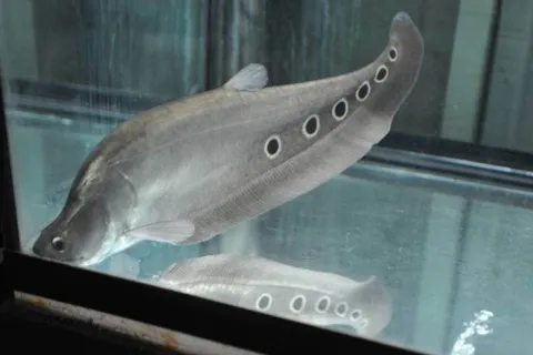 Destination: Phitsanulok: an excellent trifecta of history, Buddhas, and birds - Thailand -