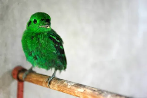 Destination: Phitsanulok: an excellent trifecta of history, Buddhas, and birds - Thailand -