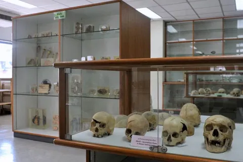 Destination: Siriraj Medical Museum — some awesome gruesomeness (NSFW) (Bangkok, Thailand) - Thailand -