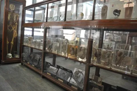 Destination: Siriraj Medical Museum — some awesome gruesomeness (NSFW) (Bangkok, Thailand) - Thailand -