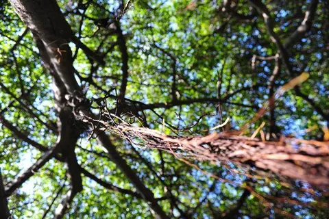 Sai Ngam — the creepiest-looking forest with 10,000 trees — Nakhon Ratchasima, Thailand - Thailand -