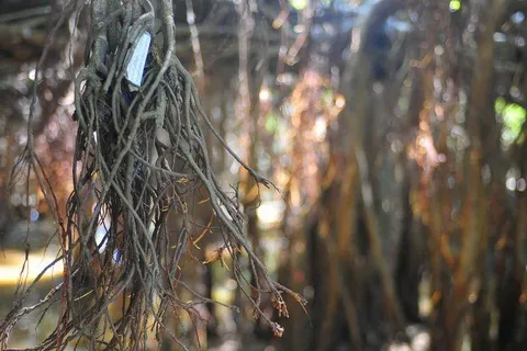 Sai Ngam — the creepiest-looking forest with 10,000 trees — Nakhon Ratchasima, Thailand - Thailand -