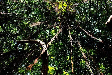 Sai Ngam — the creepiest-looking forest with 10,000 trees — Nakhon Ratchasima, Thailand - Thailand -