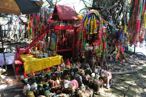 Sai Ngam — the creepiest-looking forest with 10,000 trees — Nakhon Ratchasima, Thailand - Thailand -