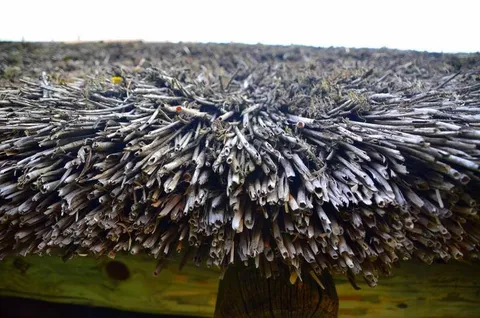 Destination: the Estonian Open Air Museum and the Midsummer Day Festival (Tallinn, Estonia) Destination: the Estonian Open Air Museum and the Midsummer Day Festival (Tallinn, Estonia) - Estonia, Festivals - Estonian Open Air Museum