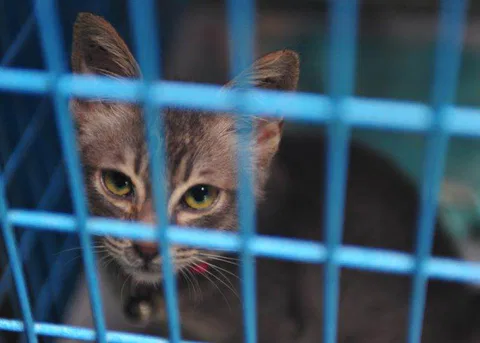 A clowder of cats and a pack of dogs — Destination: Ko Lanta Animal Welfare Centre (Thailand) - Thailand -