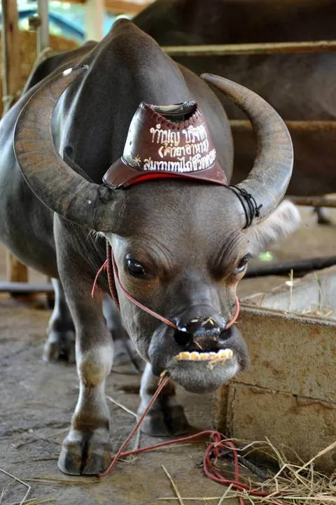 Destination: Suphanburi, Thailand: Buddhist temples, buffalo, a tall tower, and Chinese dragons (NSFW) - Thailand -