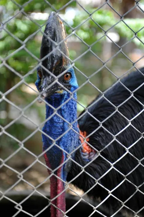 Destination: Suphanburi, Thailand: Buddhist temples, buffalo, a tall tower, and Chinese dragons (NSFW) - Thailand -